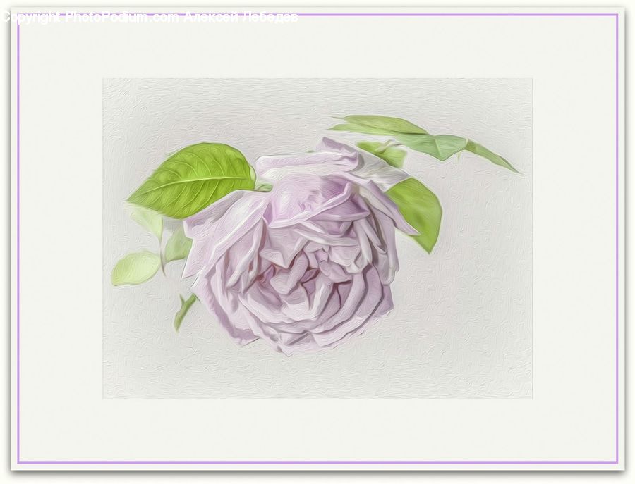 Paper, Art, Modern Art, Flower, Flower Arrangement, Flower Bouquet