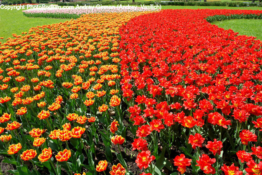 Blossom, Flora, Flower, Plant, Tulip