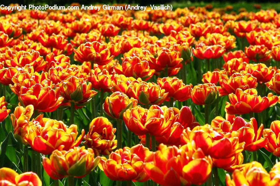 Blossom, Flora, Flower, Plant, Tulip
