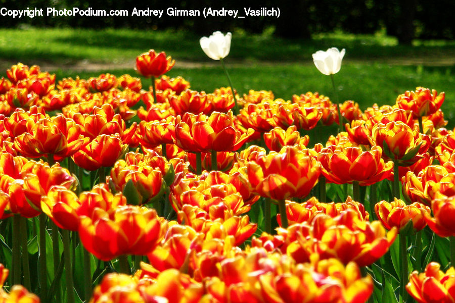 Blossom, Flora, Flower, Plant, Tulip