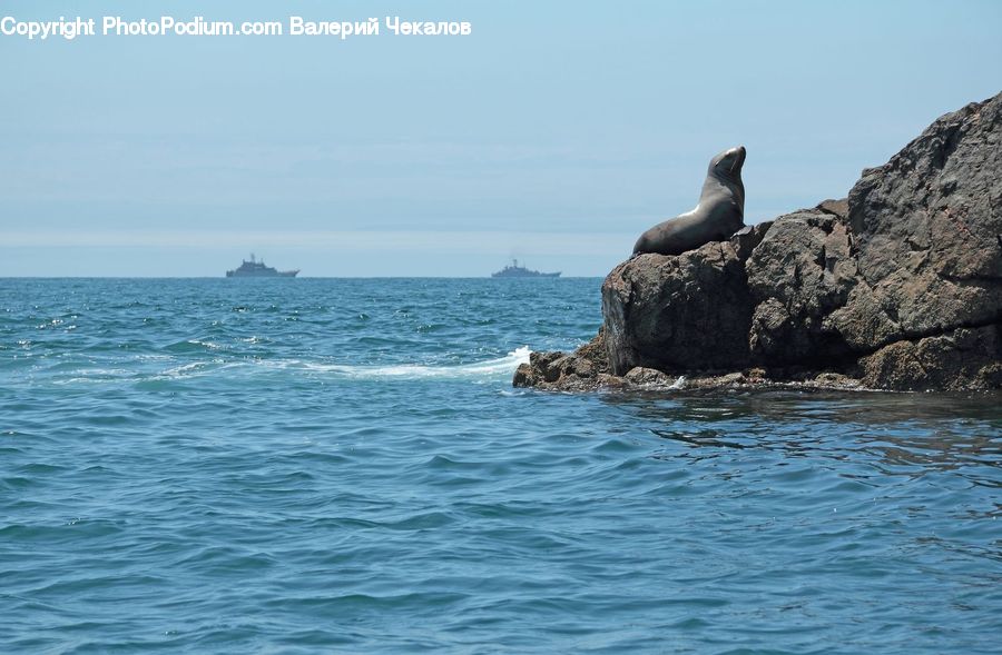 Animal, Mammal, Sea Life, Sea Lion, Seal, Bird, Booby