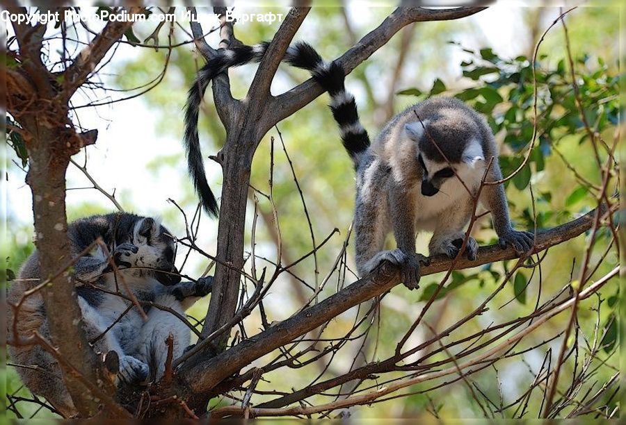 Plant, Vine, Animal, Lemur, Mammal, Monkey, Wildlife