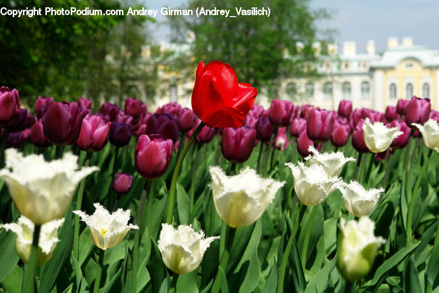 Blossom, Flora, Flower, Plant, Tulip, Carnation