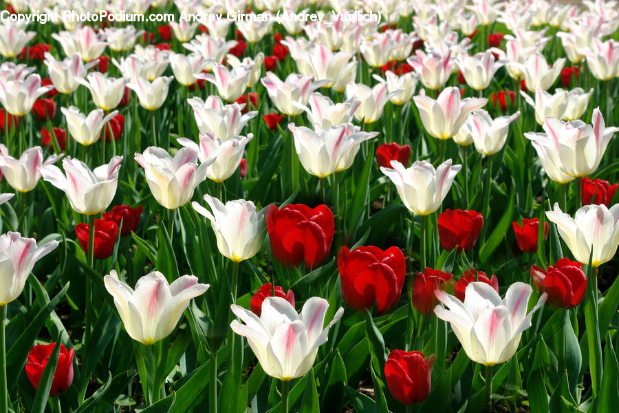 Blossom, Flora, Flower, Plant, Tulip