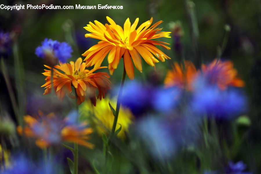 Blossom, Flora, Flower, Plant, Daisies, Daisy, Aster