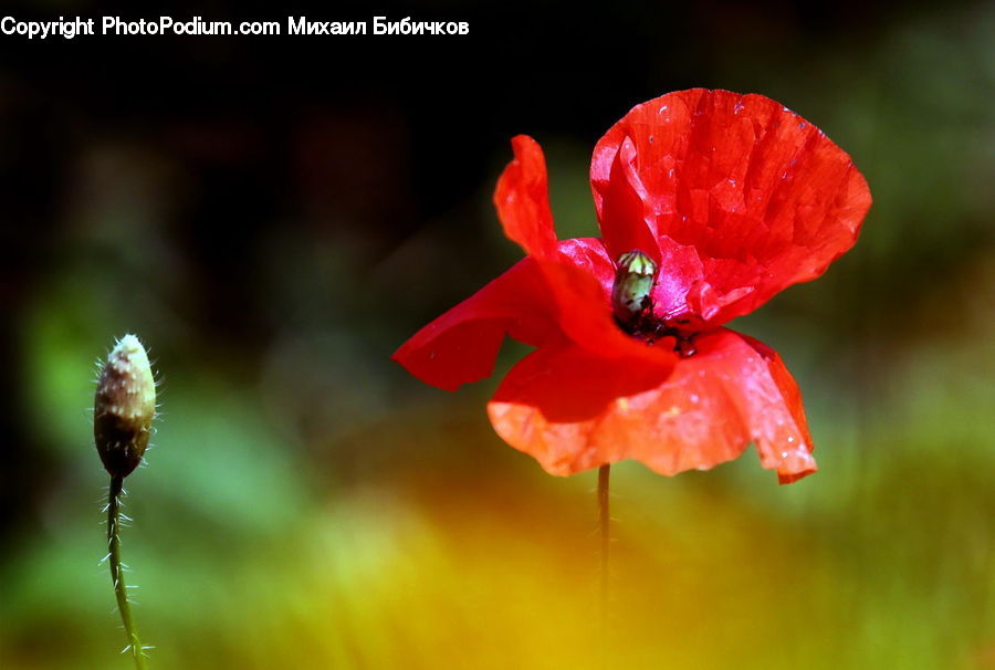 Blossom, Flora, Flower, Geranium, Plant, Poppy, Arachnid