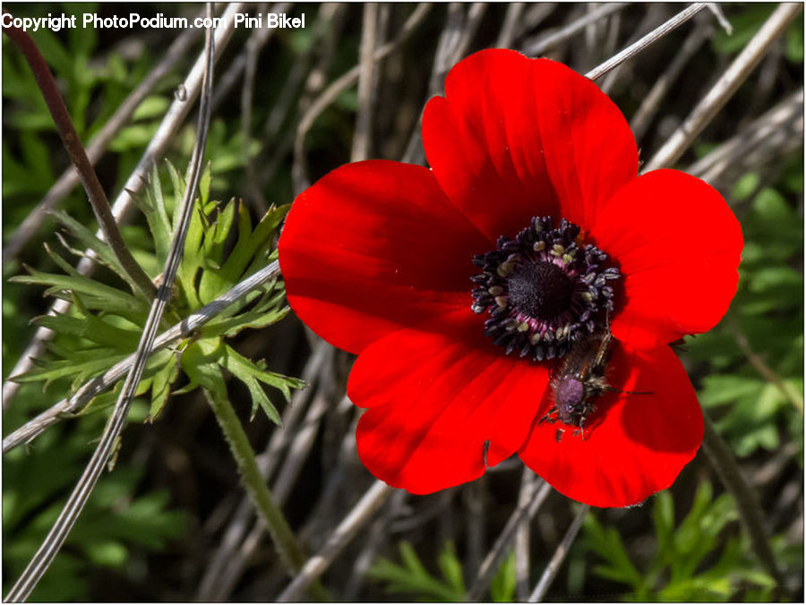 Anemone, Blossom, Flower, Plant, Flora, Poppy, Bee