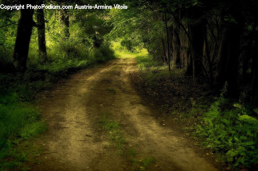Dirt Road, Gravel, Road, Path, Walkway, Moss, Plant