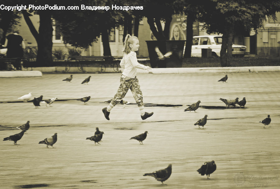 People, Person, Human, Bird, Silhouette, Dove, Pigeon