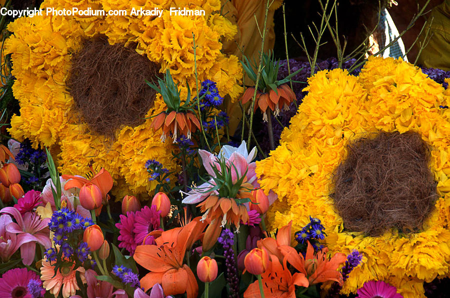 Plant, Potted Plant, Flower, Flower Arrangement, Flower Bouquet, Blossom, Flora
