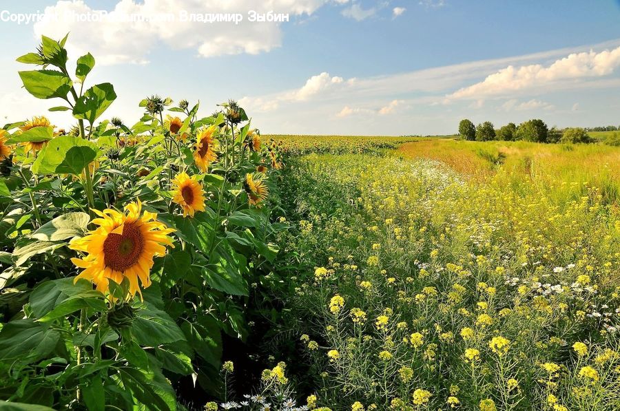 Blossom, Flora, Flower, Plant, Sunflower, Leaf, Field