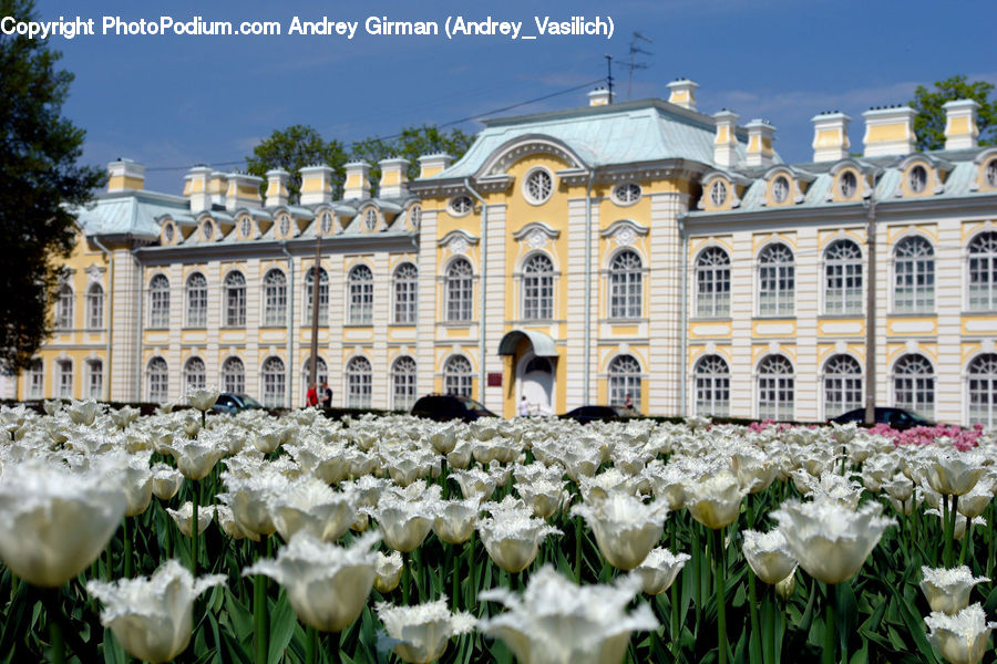 Architecture, Castle, Mansion, Palace, Blossom, Flora, Flower