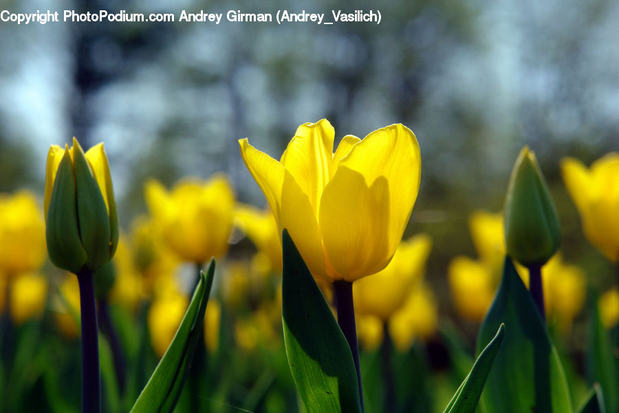 Blossom, Flora, Flower, Plant, Tulip, Crocus, Daffodil
