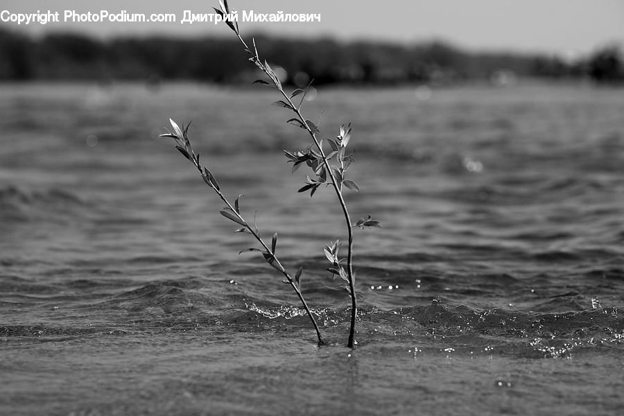 Water, Outdoors, Grass, Plant, Reed