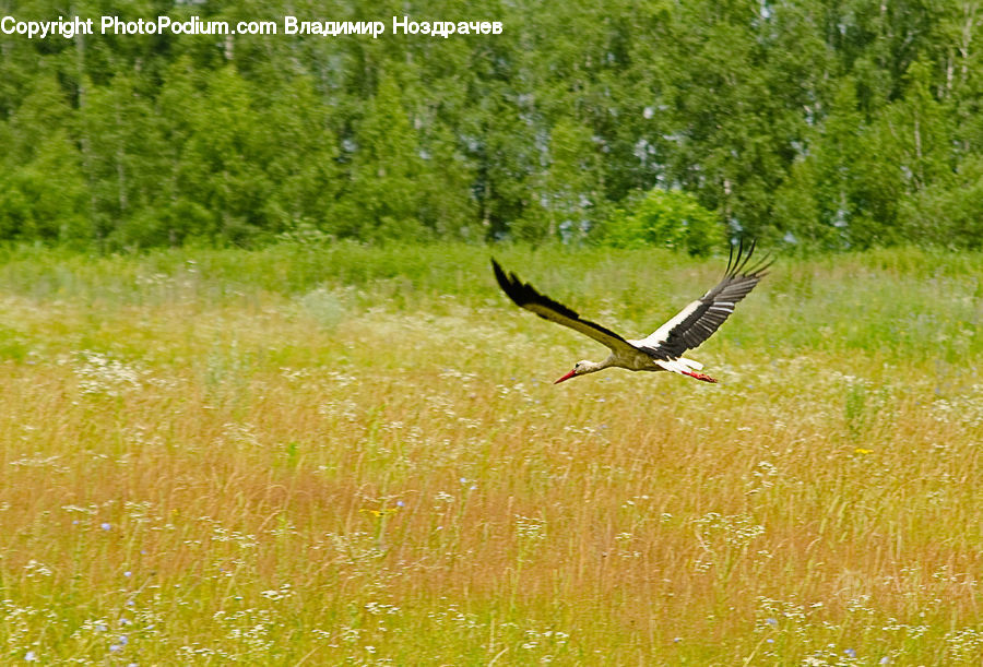 Bird, Stork, Crane Bird, Heron, Animal, Wildlife, Field