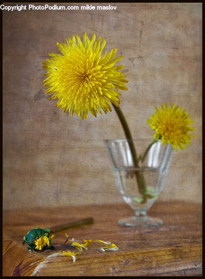 Plant, Potted Plant, Blossom, Flora, Flower, Glass, Goblet