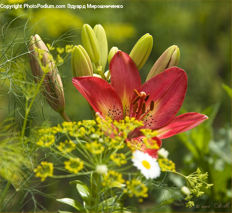 Blossom, Flora, Flower, Plant, Tulip, Petal, Aquilegia