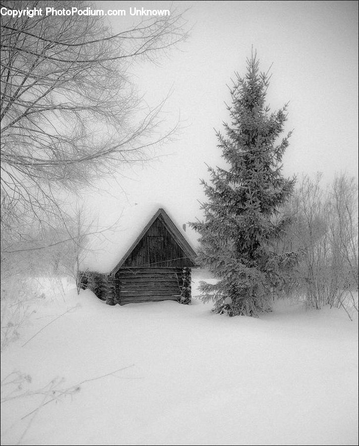 Conifer, Fir, Pine, Spruce, Wood, Cabin, Hut