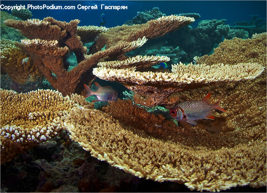 Coral Reef, Outdoors, Reef, Sea, Sea Life, Water, Fish