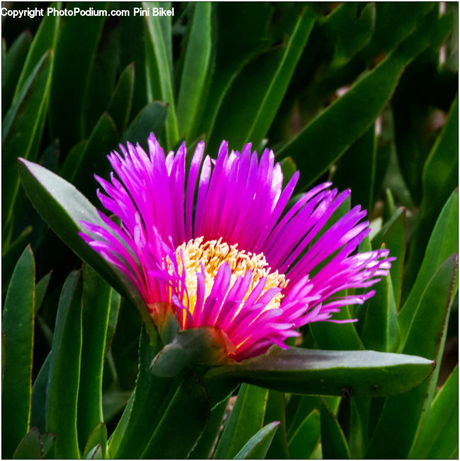 Blossom, Flora, Flower, Plant, Aster, Asteraceae, Dahlia