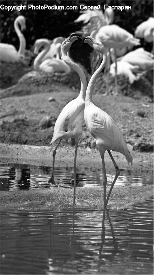 Bird, Flamingo, Flock, Ardeidae, Swan, Waterfowl, Stork