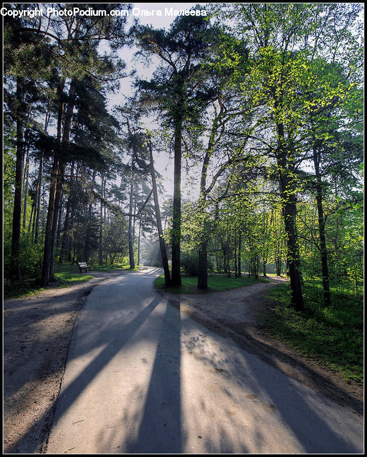 Dirt Road, Gravel, Road, Forest, Vegetation, Path, Walkway