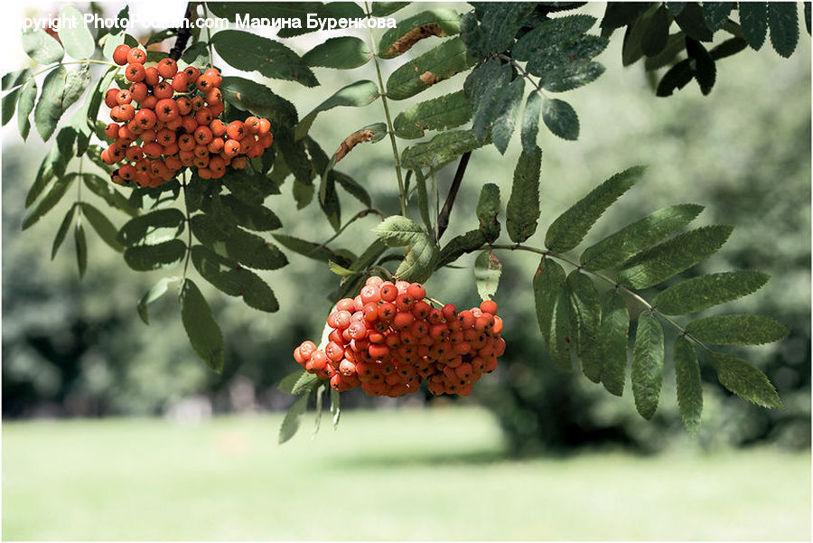 Fruit, Raspberry, Conifer, Fir, Plant, Tree, Vine