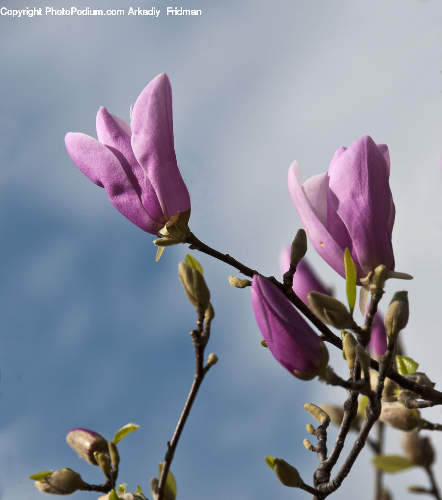 Acorn, Plant, Seed, Blossom, Flora, Flower, Fig