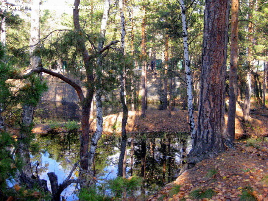 Forest, Grove, Land, Vegetation, Birch, Tree, Wood
