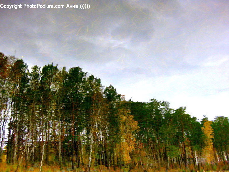 Birch, Tree, Wood, Conifer, Fir, Plant, Field