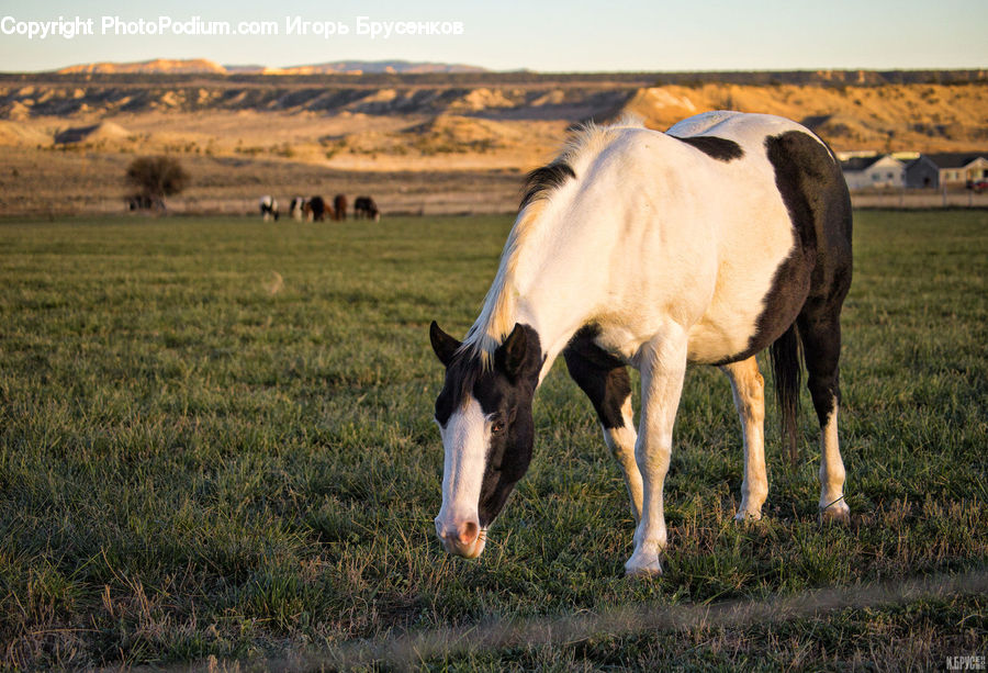 Animal, Colt Horse, Foal, Horse, Mammal, Countryside, Grassland