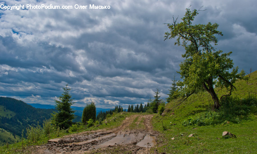 Dirt Road, Gravel, Road, Conifer, Fir, Plant, Tree