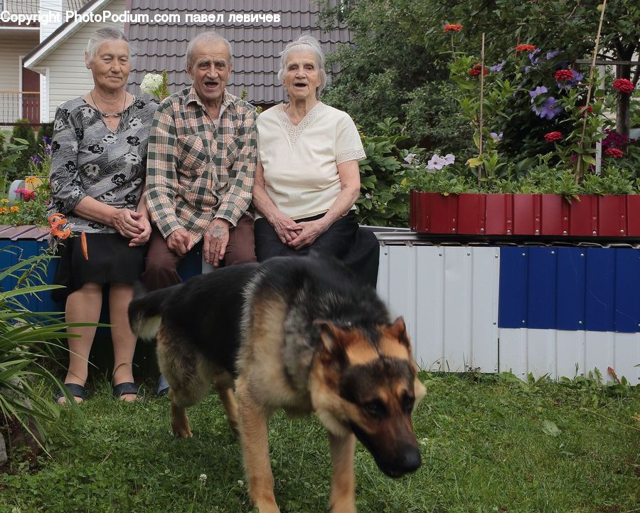 People, Person, Human, Animal, Canine, Dog, German Shepherd