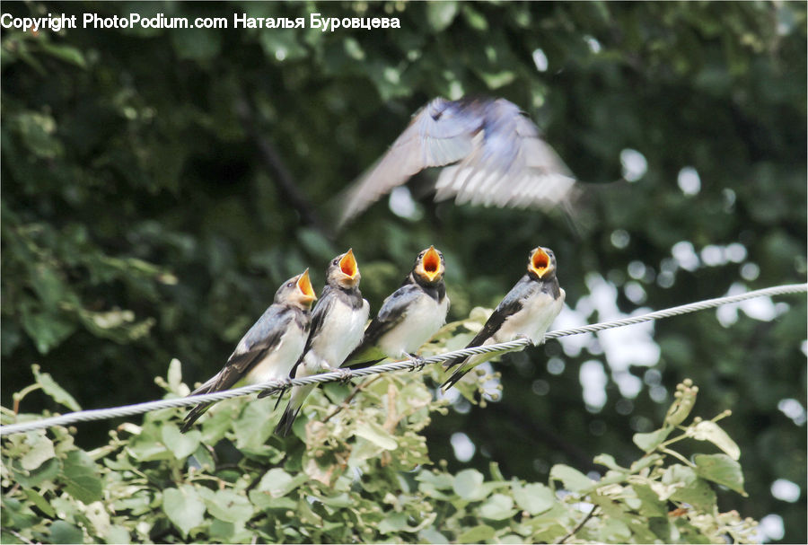 Bird, Swallow, Beak, Blossom, Flora, Flower, Plant