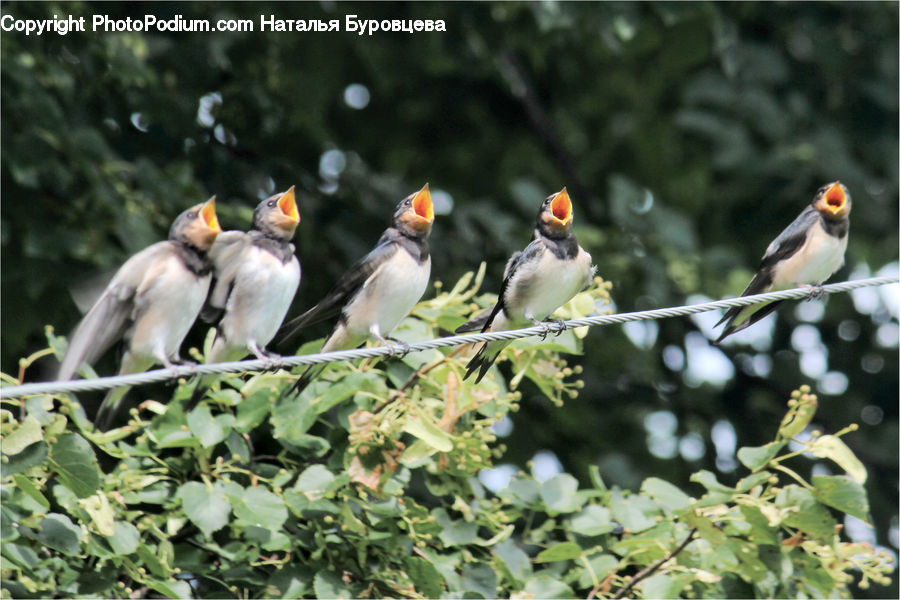 Bird, Swallow, Puffin, Beak, Finch, Blossom, Flora