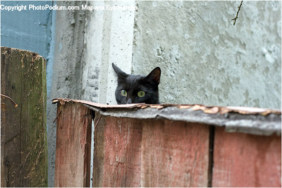 Animal, Black Cat, Cat, Mammal, Pet, Brick, Fence