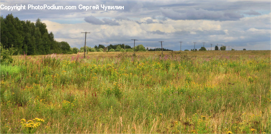 Field, Grass, Grassland, Land, Outdoors, Plant, Meadow