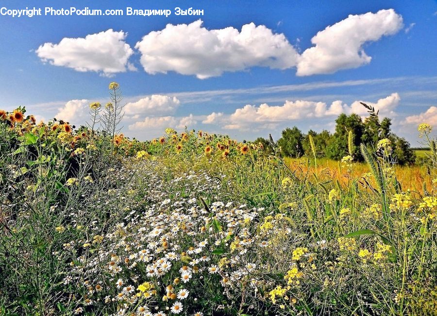 Cloud, Cumulus, Sky, Blossom, Flora, Flower, Plant