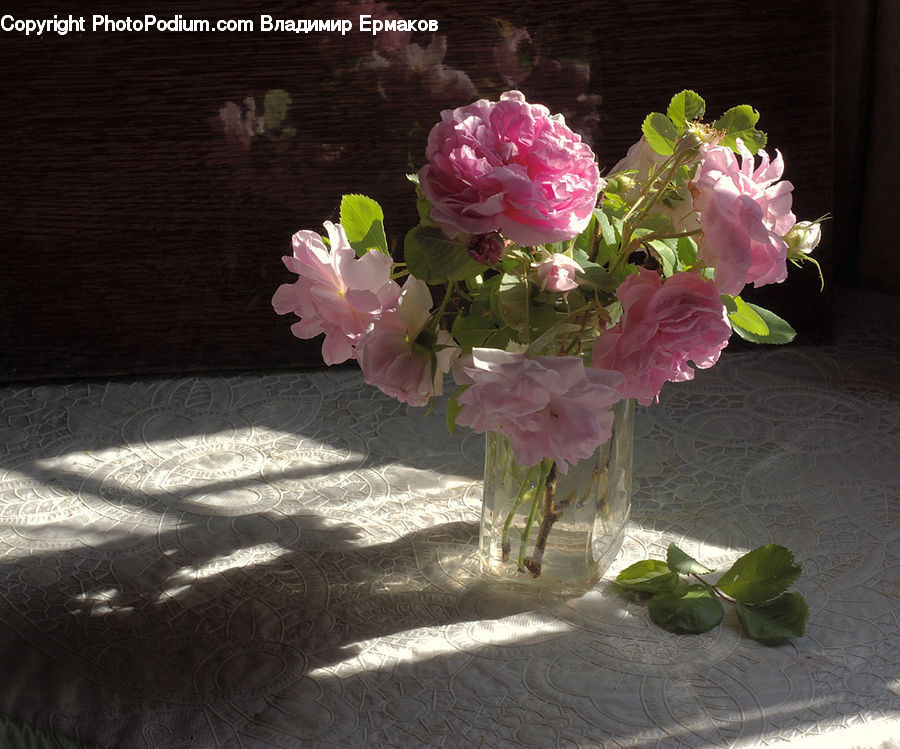 People, Person, Human, Blossom, Flower, Peony, Plant