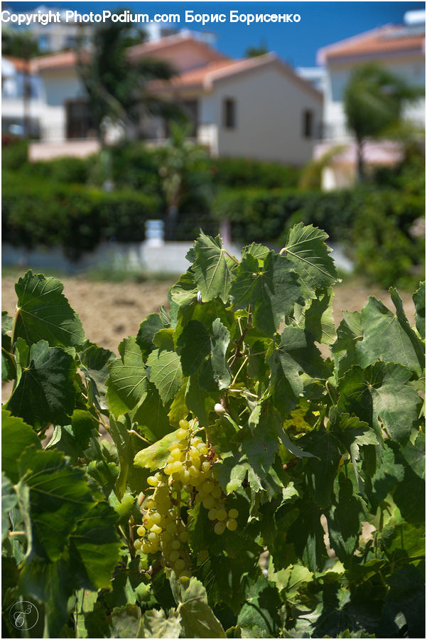 Fruit, Grapes, Plant, Potted Plant, Countryside, Farm, Field