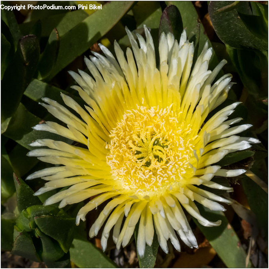 Aloe, Plant, Flora, Flower, Treasure Flower, Blossom, Sunflower