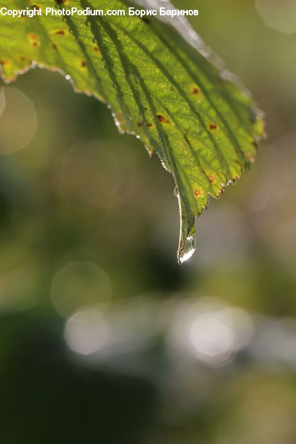 Droplet, Conifer, Fir, Plant, Tree, Blossom, Flora