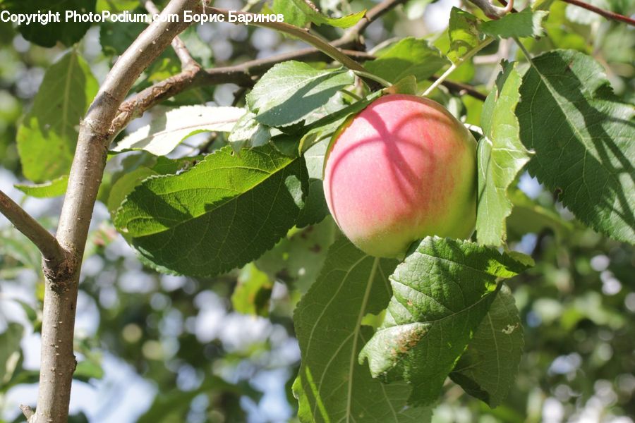 Fruit, Peach, Plum, Cherry