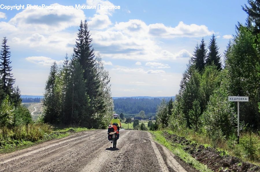 Dirt Road, Gravel, Road, Conifer, Fir, Pine, Spruce