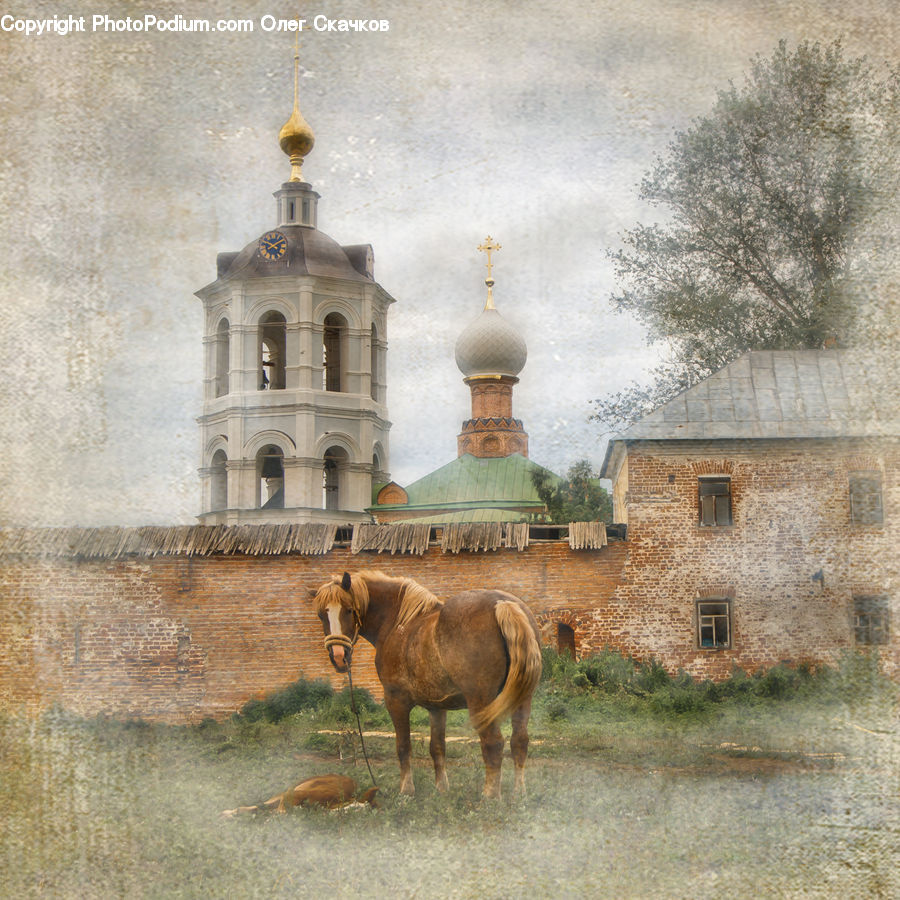 Animal, Horse, Mammal, Architecture, Bell Tower, Clock Tower, Tower