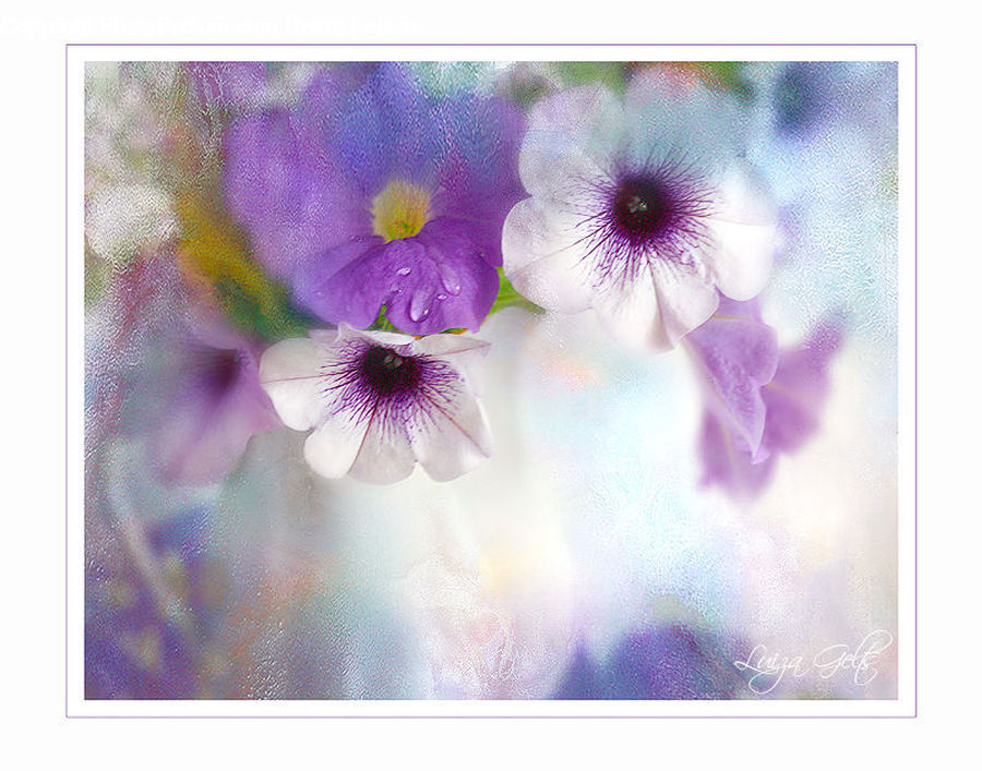 Blossom, Flora, Flower, Geranium, Plant, Art, Collage