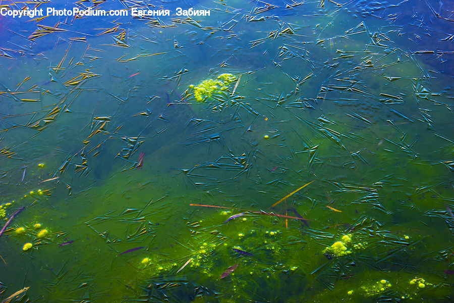 Algae, Fish, Sea Life, Coral Reef, Outdoors, Reef, Sea