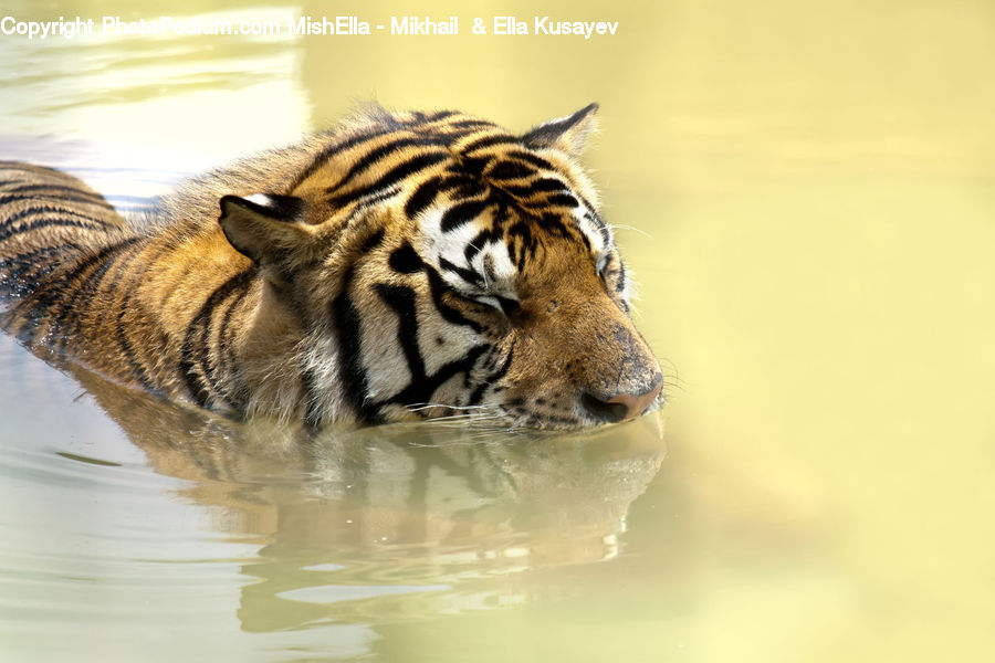 Animal, Mammal, Tiger, Cat, Pet