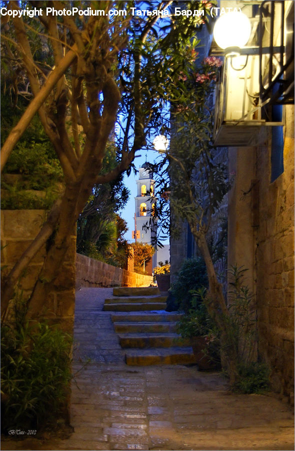 Plant, Vine, Boardwalk, Deck, Path, Sidewalk, Walkway