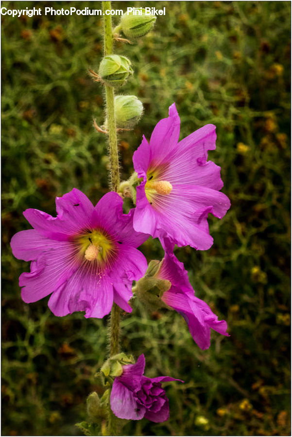 People, Person, Human, Blossom, Flora, Flower, Geranium